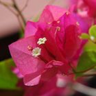 Bougainvillea