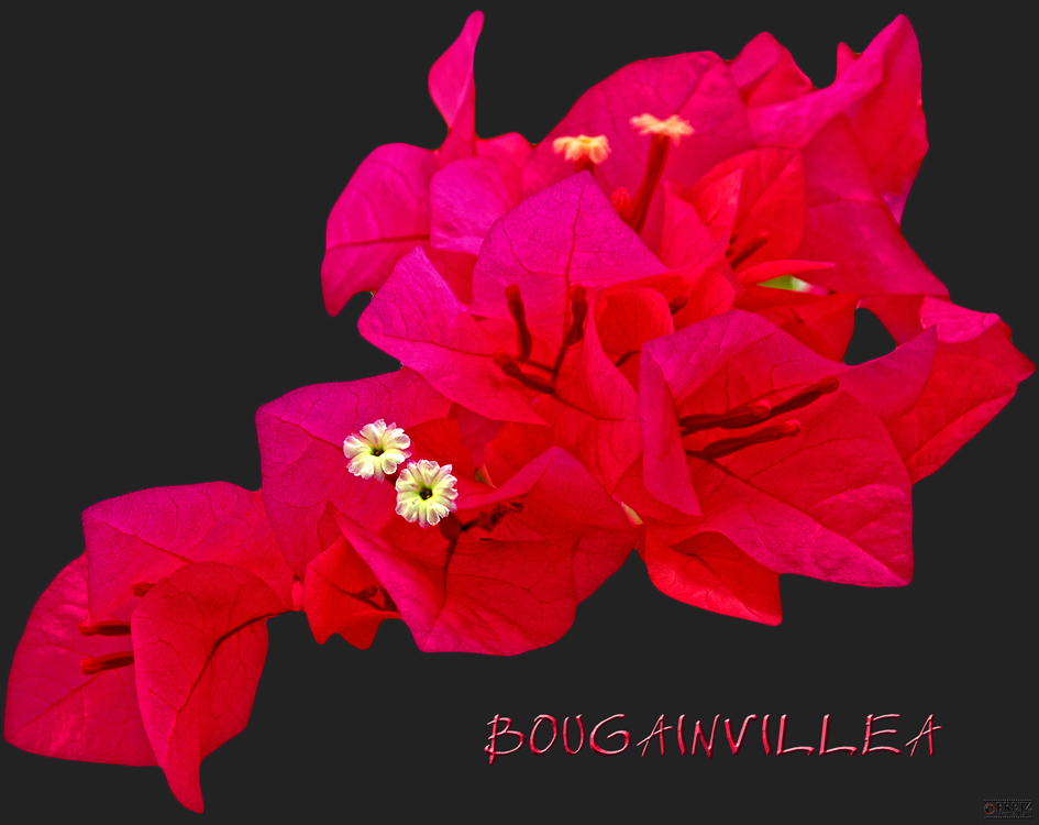 Bougainvillea