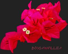 Bougainvillea