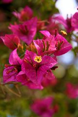 Bougainvillea