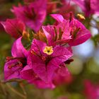 Bougainvillea