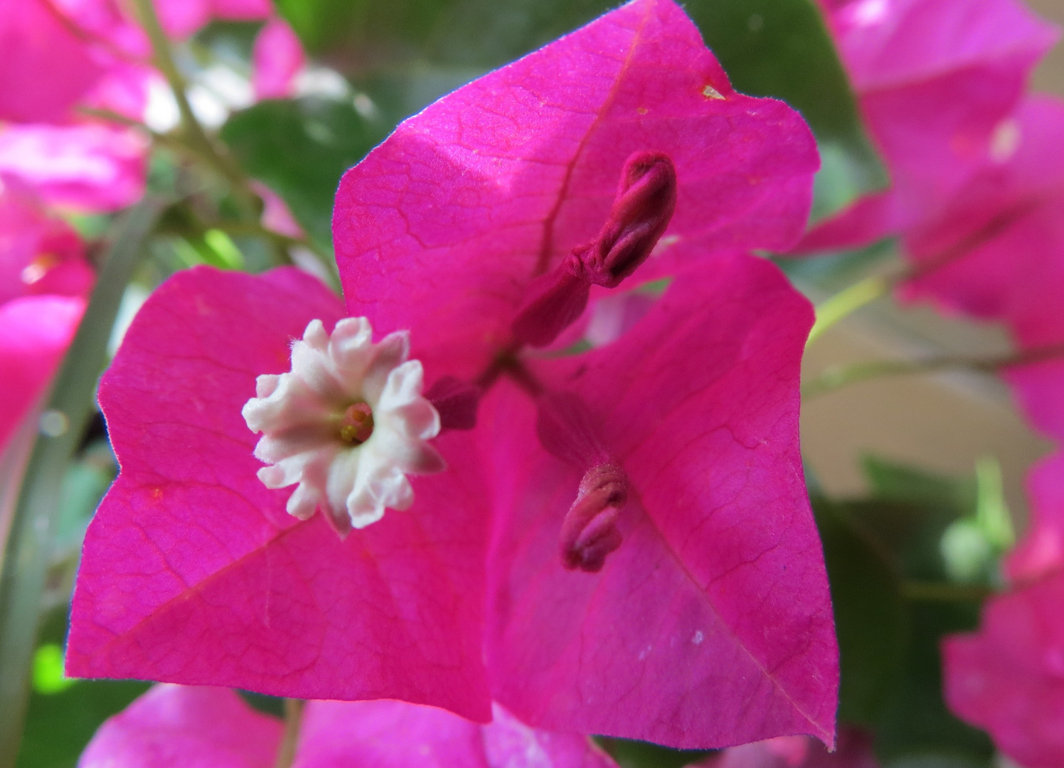 Bougainvillea