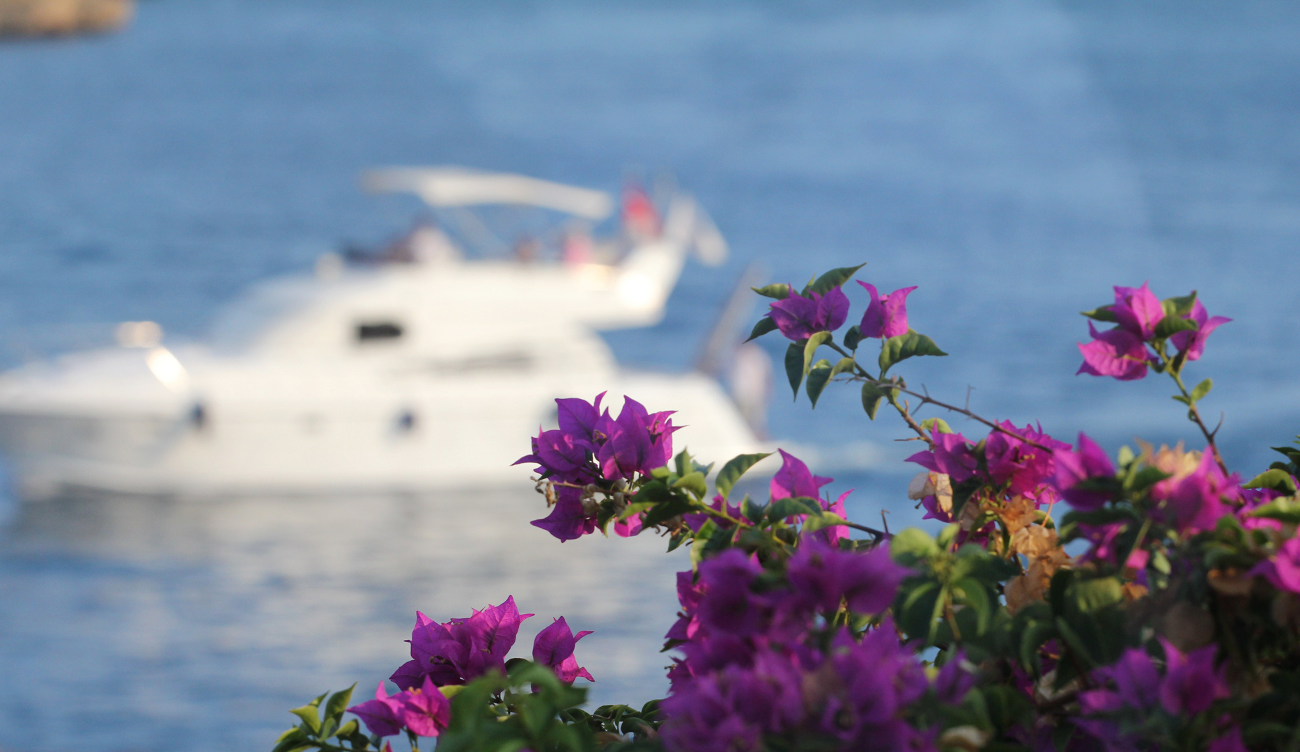 Bougainvillea