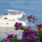 Bougainvillea