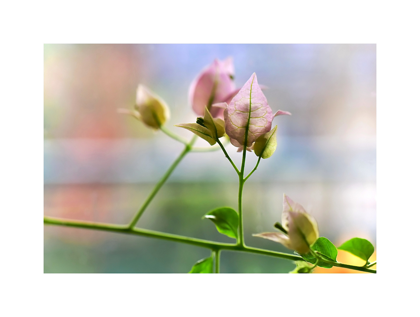 Bougainvillea