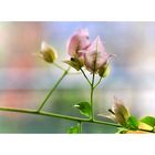 Bougainvillea