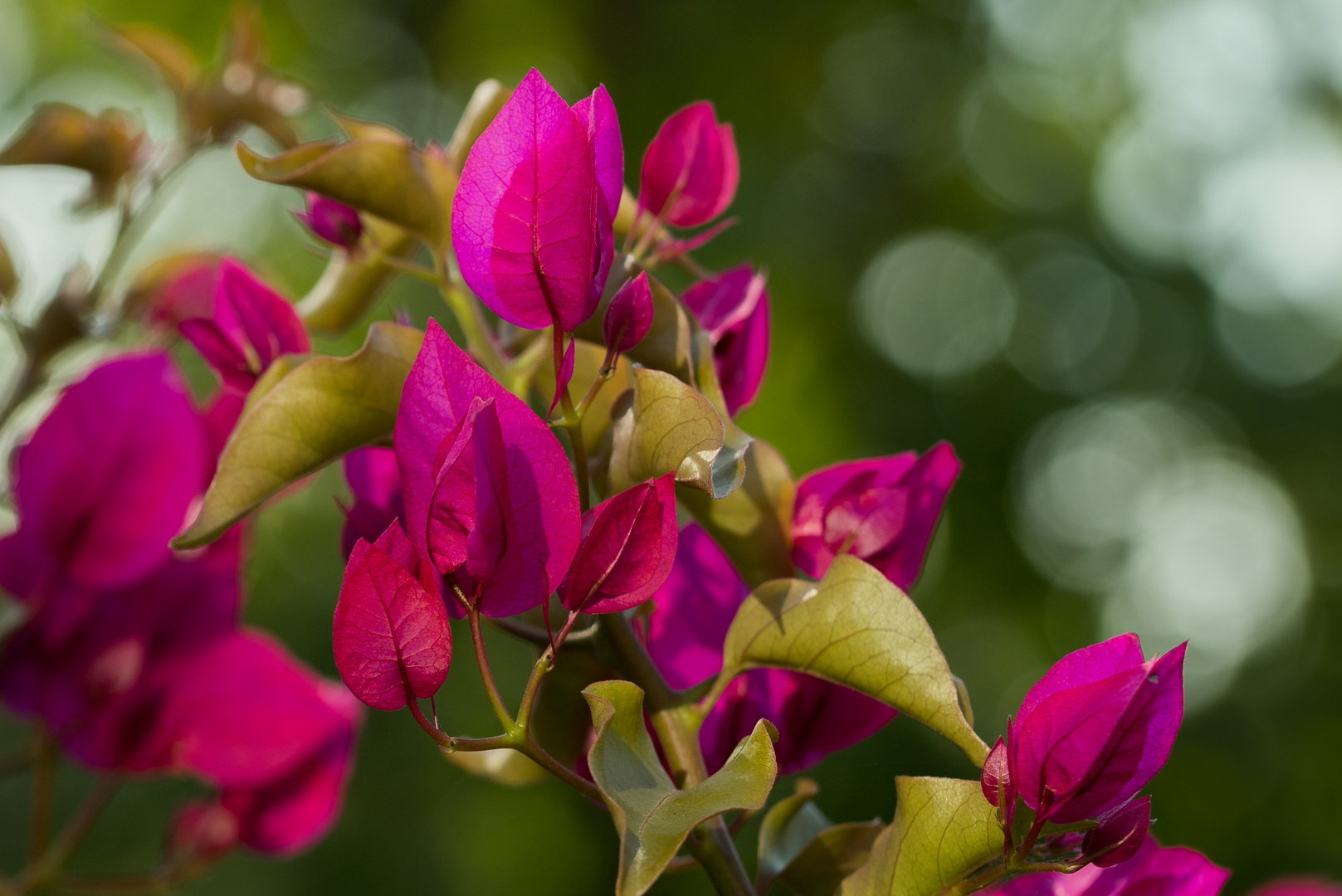 Bougainvillea