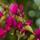 Bougainvillea