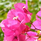 Bougainvillea