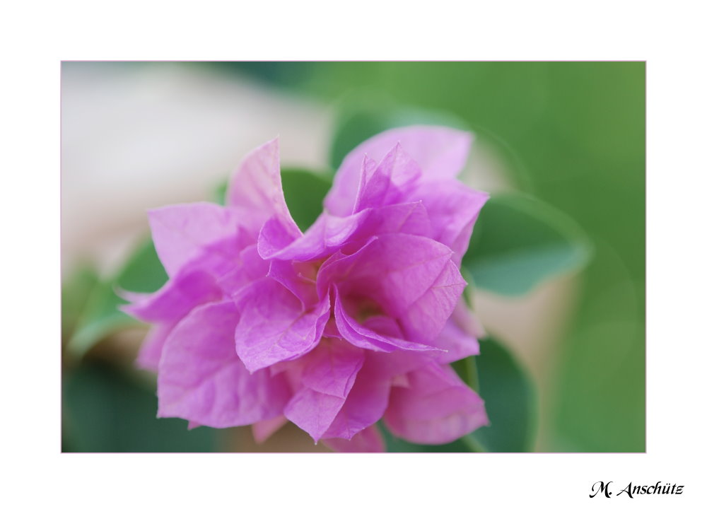 Bougainvillea