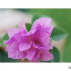 Bougainvillea