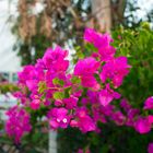 Bougainvillea