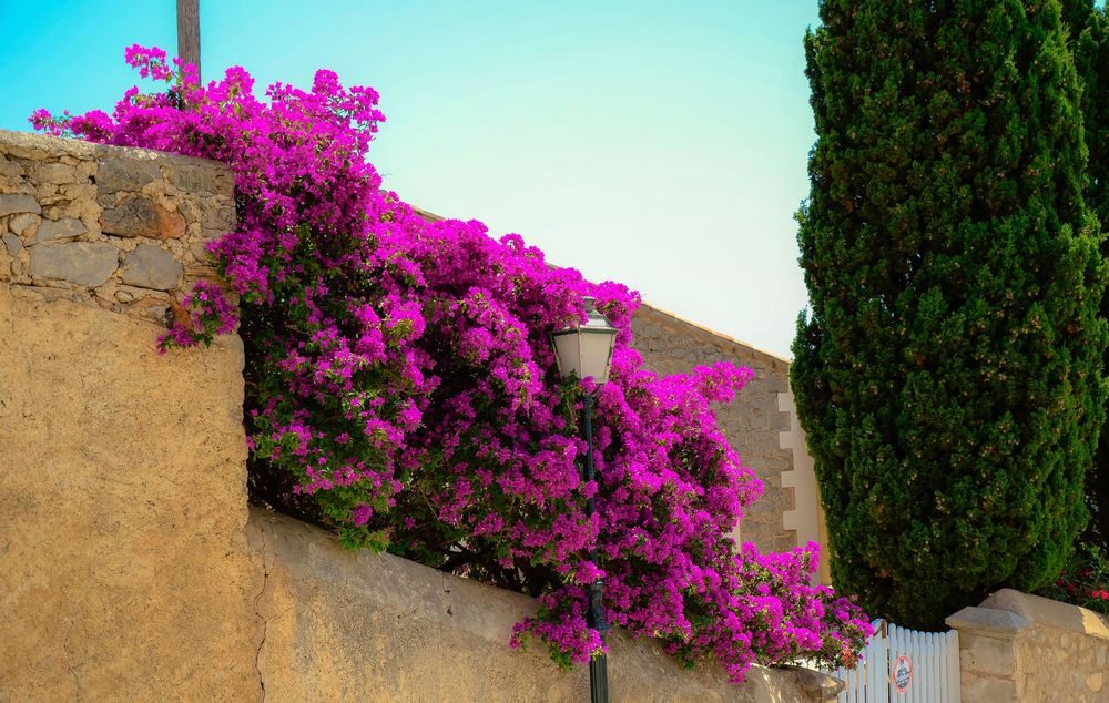 Bougainvillea