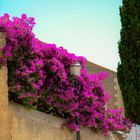 Bougainvillea