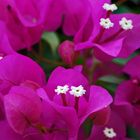 Bougainvillea