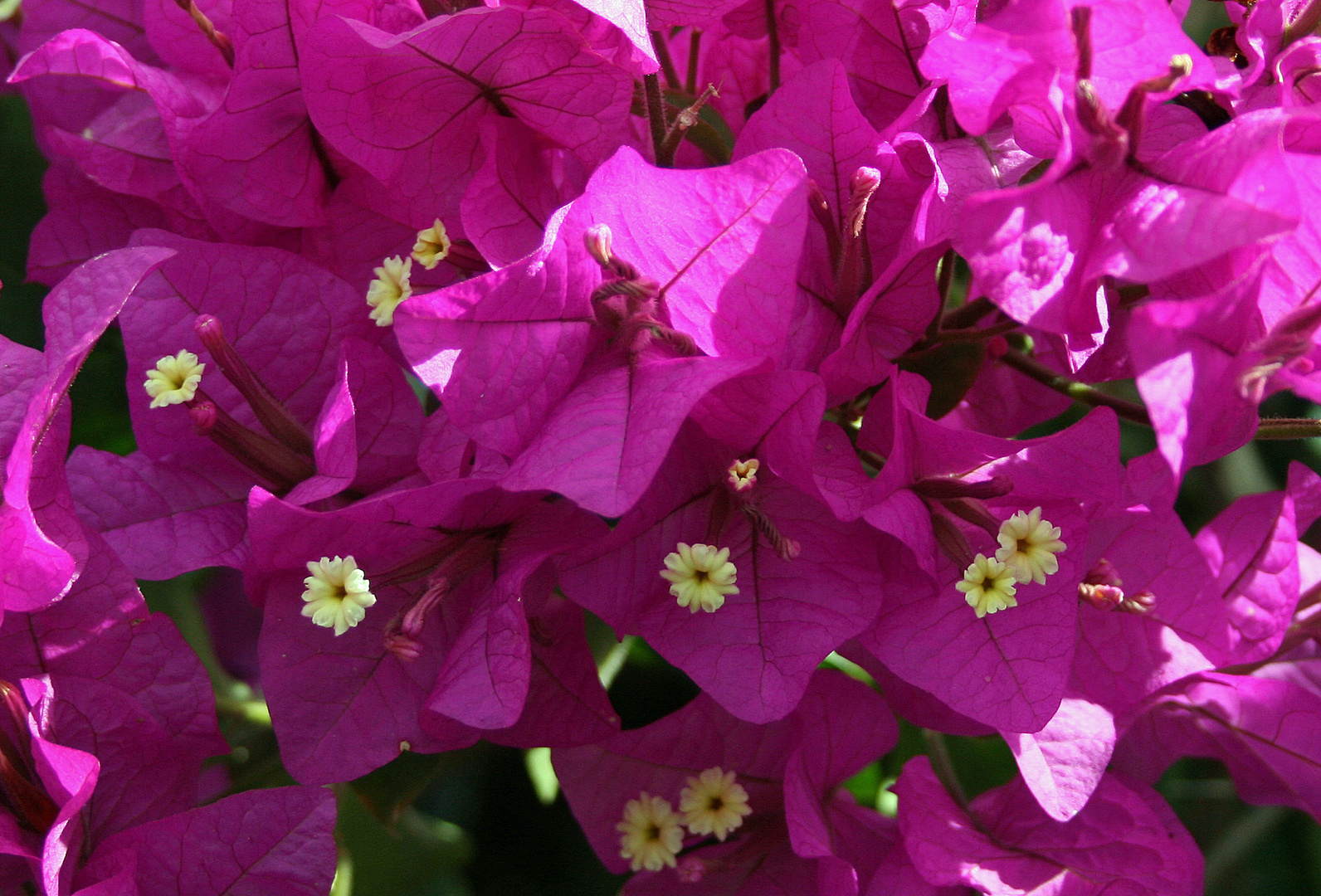 Bougainvillea