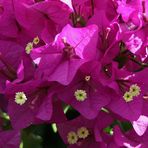 Bougainvillea