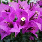 - BOUGAINVILLEA -