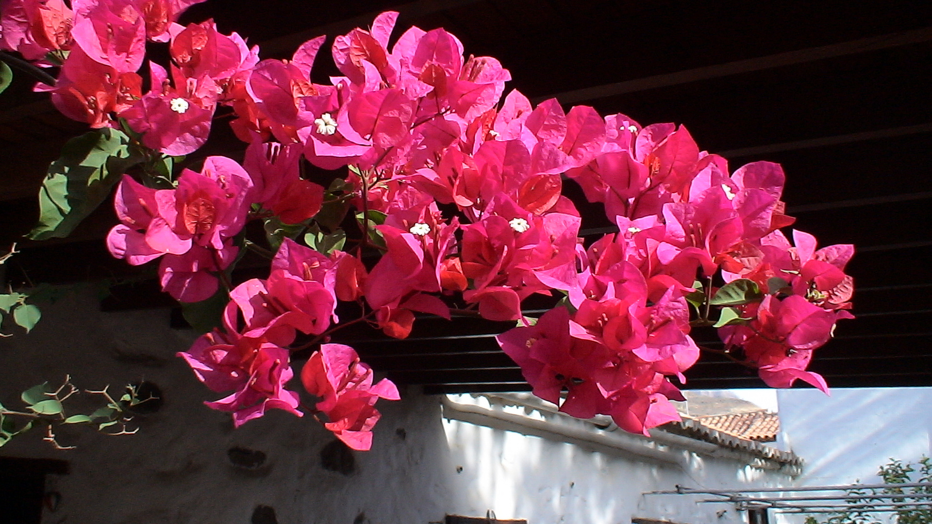 Bougainvillea