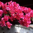 Bougainvillea