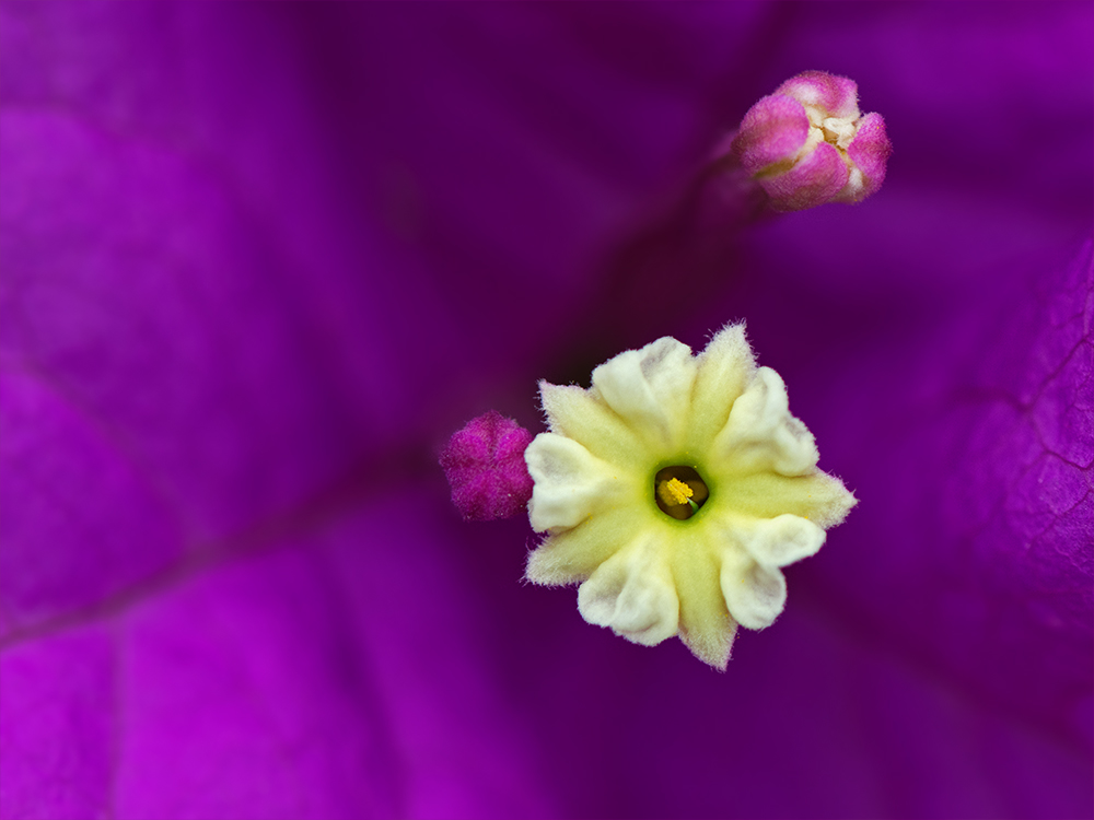 Bougainvillea