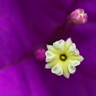 Bougainvillea