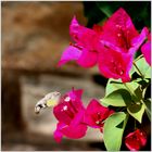 Bougainvillea