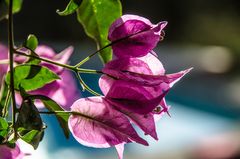 Bougainvillea