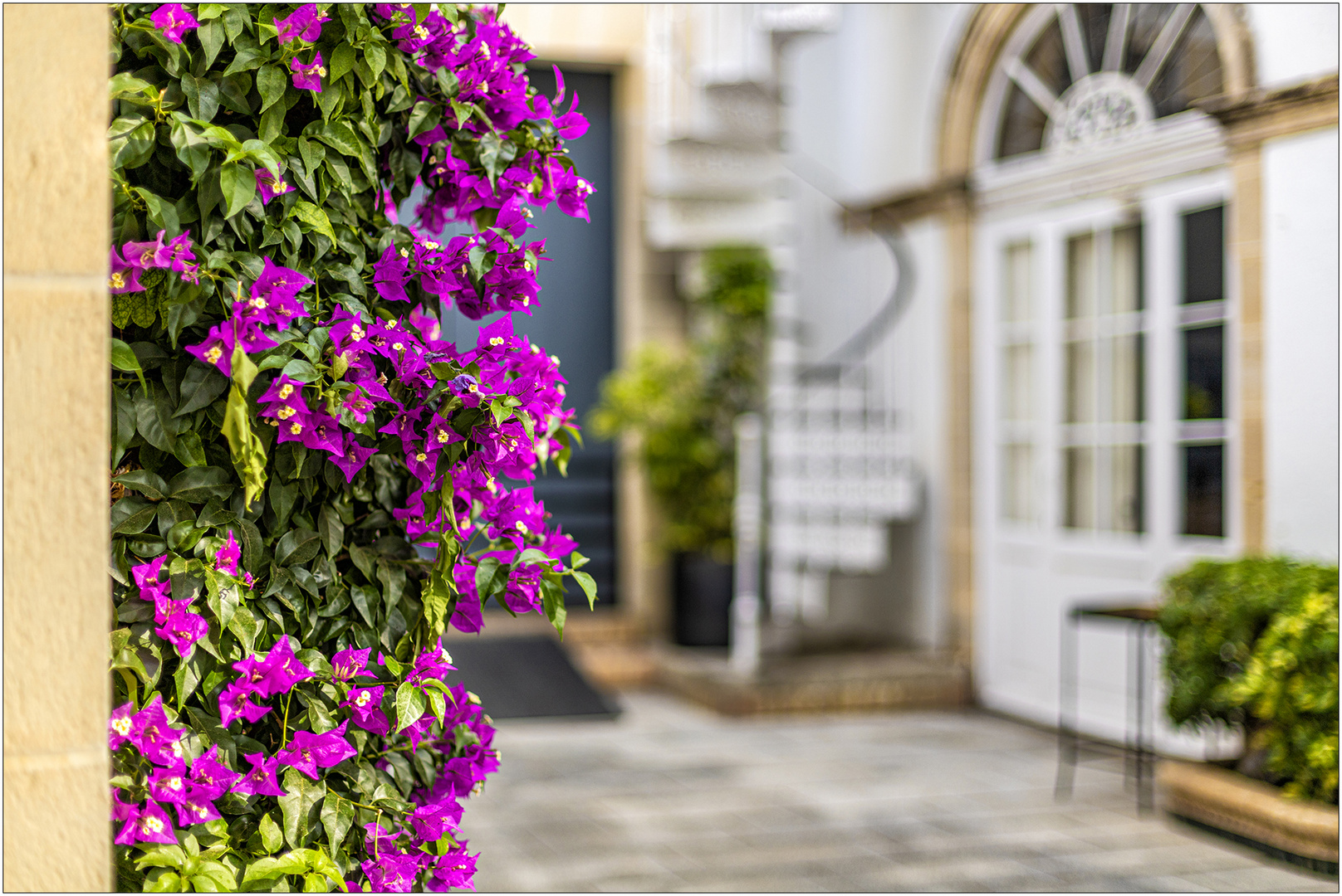 Bougainvillea