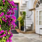 Bougainvillea