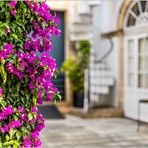 Bougainvillea