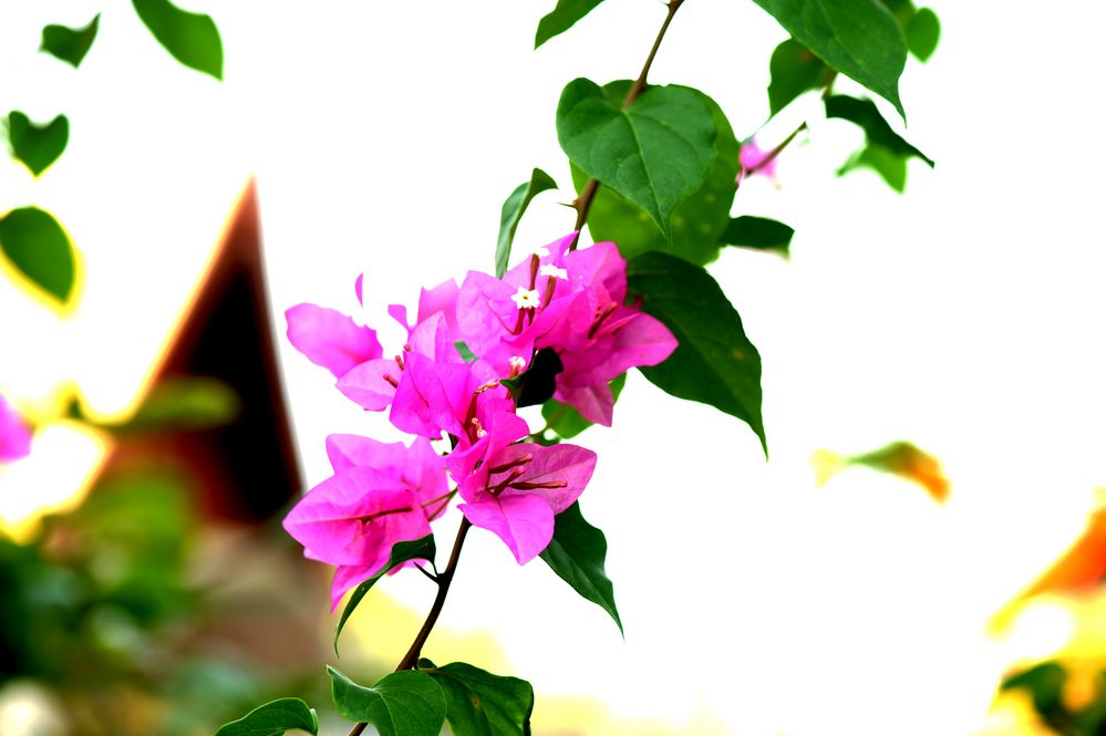 Bougainvillea