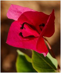 Bougainvillea