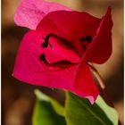 Bougainvillea