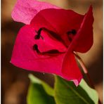 Bougainvillea