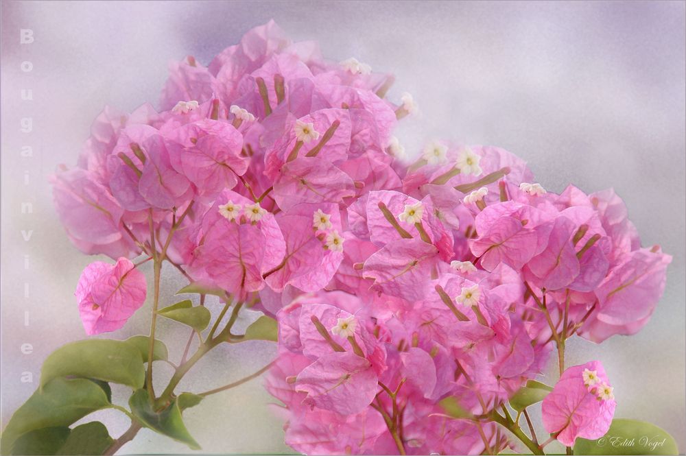 Bougainvillea...