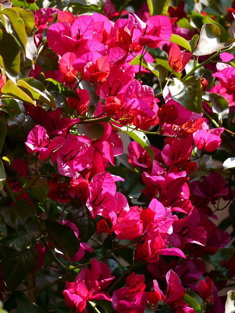 Bougainvillea