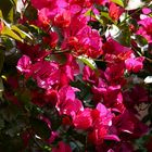 Bougainvillea