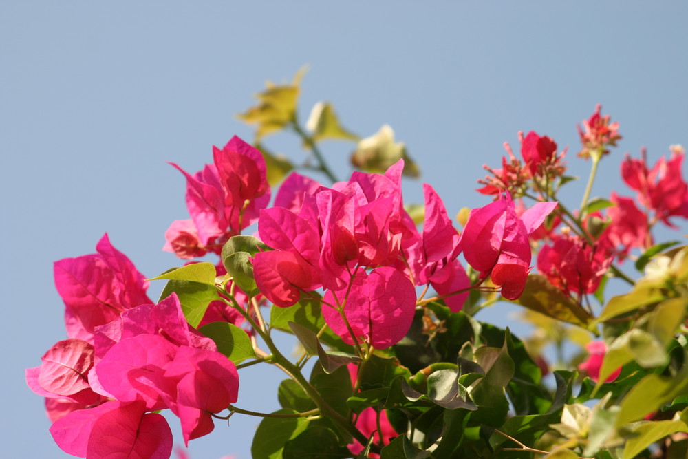 Bougainvillea