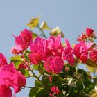 Bougainvillea