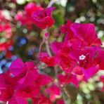 Bougainvillea