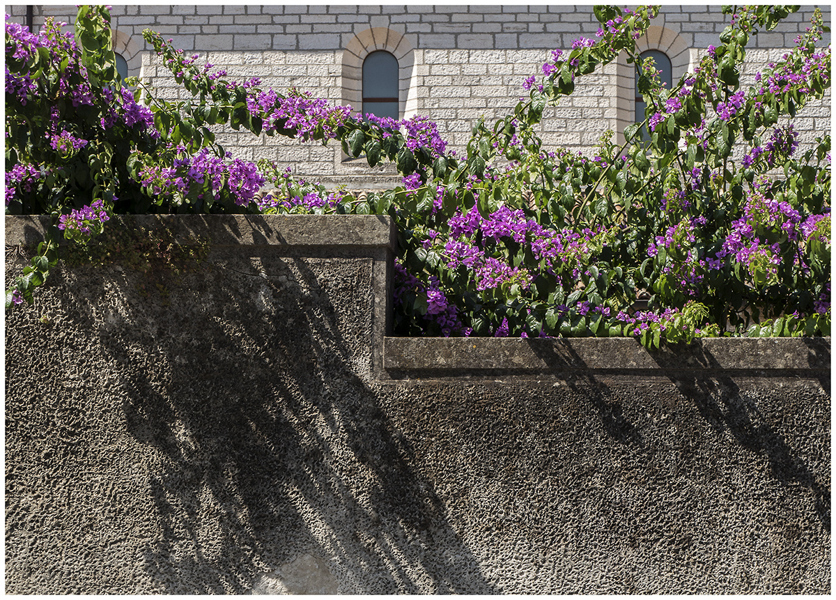 Bougainvillea