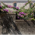 Bougainvillea