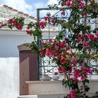 Bougainvillea...