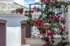 Bougainvillea...