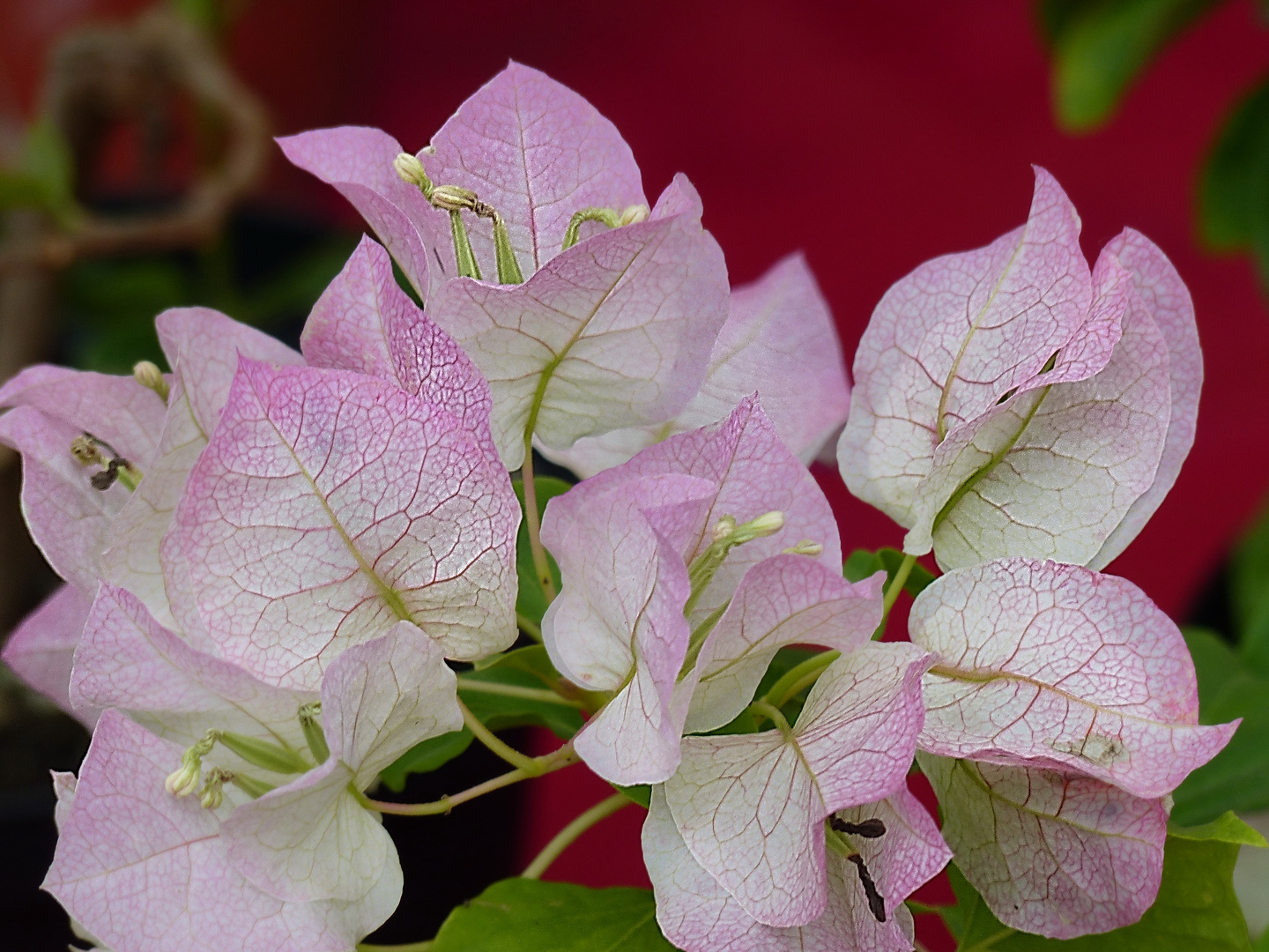 Bougainvillea ...