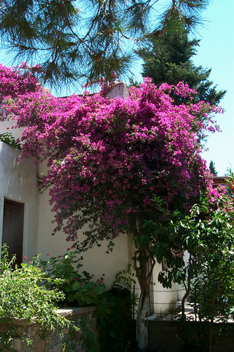 Bougainvillea