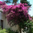 Bougainvillea