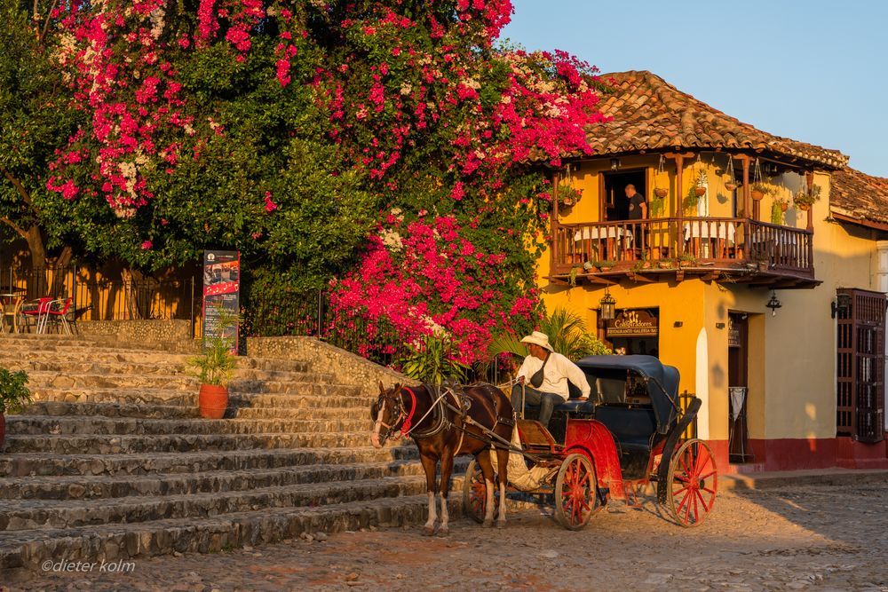 Bougainvillea