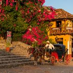 Bougainvillea